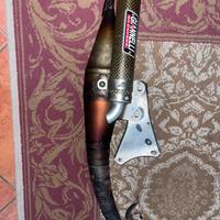 Marmitta gianneli reverse