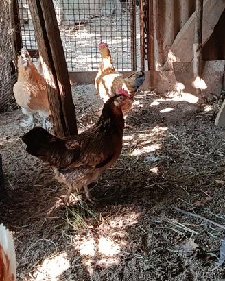 Galline nane