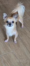 Chihuahua