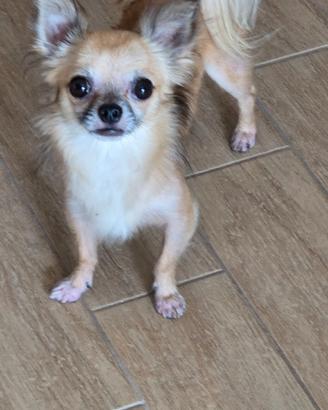 Chihuahua