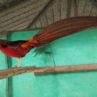 Fagiani dorati rossi nati 2023- 2024