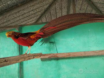 Fagiani dorati rossi nati 2023- 2024