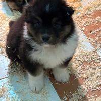 Cuccioli Australian shepherd/Pastore Australiano