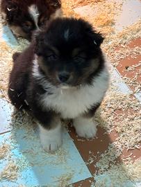 Cuccioli Australian shepherd/Pastore Australiano