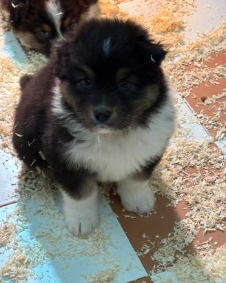 Cuccioli Australian shepherd/Pastore Australiano