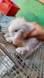 Coniglietti nani ariete