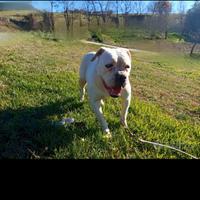American bulldog