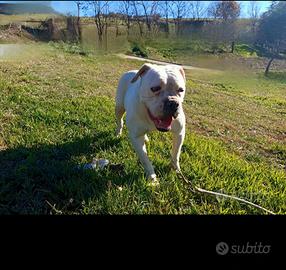 American bulldog