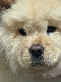 Cucciolo Chow Chow originale