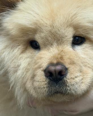 Cucciolo Chow Chow originale