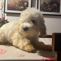 Ultima barboncina rimasta