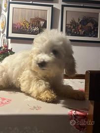 Ultima barboncina rimasta