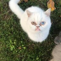 Gattino persiano exotic bianco occhi impari