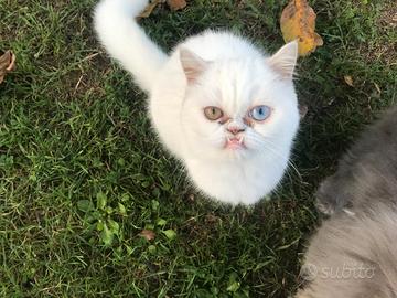 Gattino persiano exotic bianco occhi impari