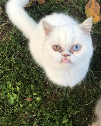 Gattino persiano exotic bianco occhi impari