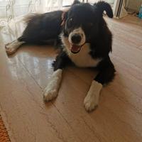Sky border collie docile e coccolone