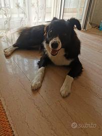 Sky border collie docile e coccolone