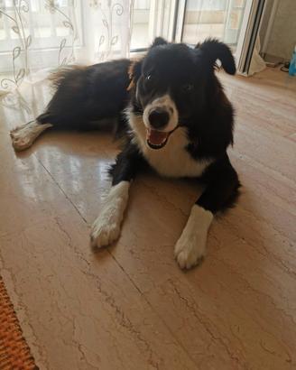 Sky border collie docile e coccolone