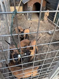 Cucciolo pastore belga Malinois 3 mesi