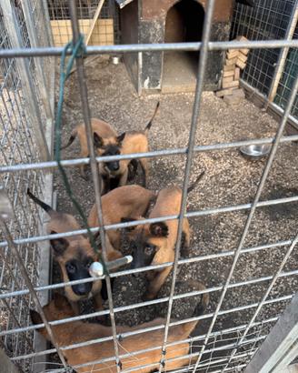 Cucciolo pastore belga Malinois 3 mesi
