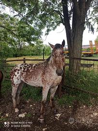 Cavallo appalosa stallone