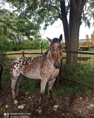 Cavallo appalosa stallone