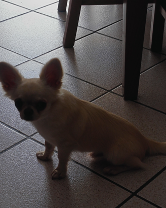 Chihuahua