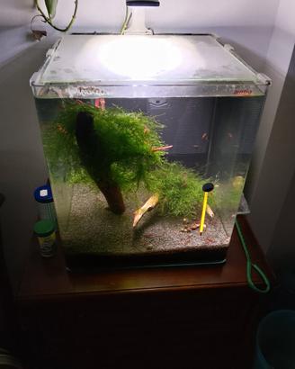 Neocaridina davidi red carry