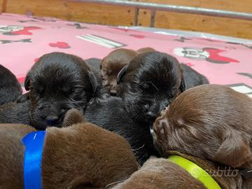 Labrador cuccioli