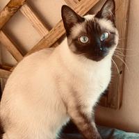 Cuccioli di gatti siamesi
