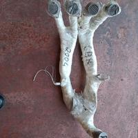 collettore cbr 600 2004