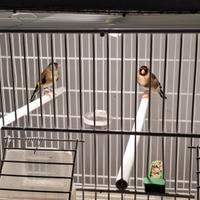 Cardellini / cardinalino / carpodaca messicana