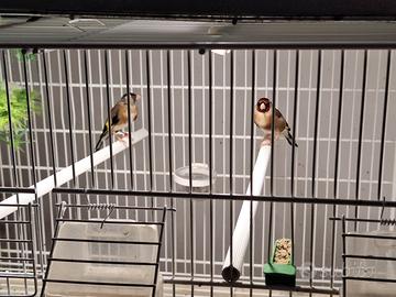 Cardellini / cardinalino / carpodaca messicana