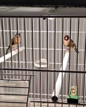 Cardellini / cardinalino / carpodaca messicana