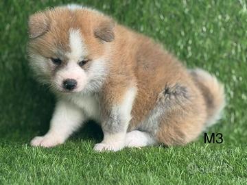 Akita inu con pedigree enci