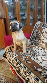 Ultimo cucciolo di cane corso