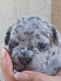 Bulldog francesi