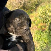 Cucciola cane corso