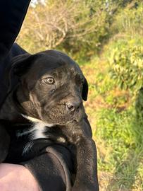 Cucciola cane corso