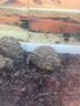 tartaruga-testudo-pardalis