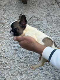Bulldog Francese