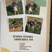 Cuccioli di chihuahua toy con pedigree e dna depos