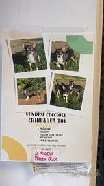 Cuccioli di chihuahua toy con pedigree e dna depos