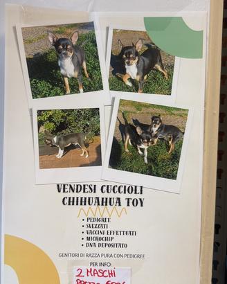 Cuccioli di chihuahua toy con pedigree e dna depos