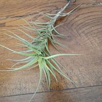 TILLANDSIA