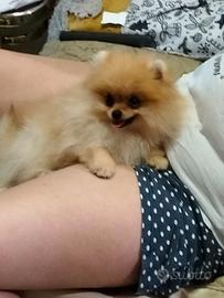 Volpino Spitz della Pomerania