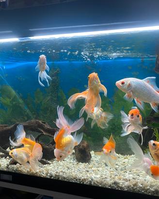 Acquario 180 litri