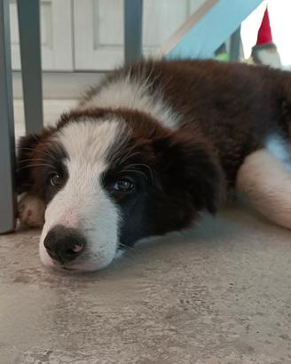 Cucciolo di Border Collie