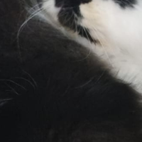 Persiano