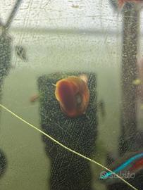 Lumache Planorbarius